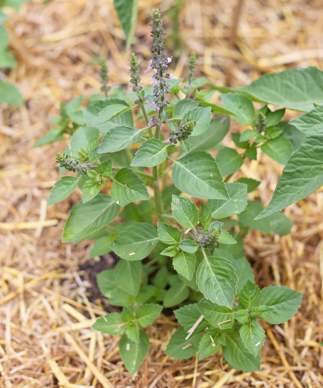 Using holy basil to treat adrenal fatigue