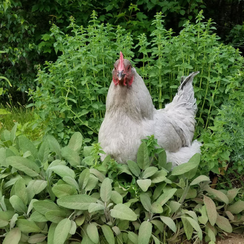 Raising chickens naturally with Lisa Steele on the Positively Green Podcast