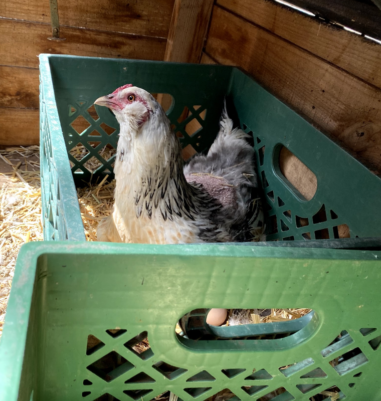 What a broody hen does for raising chicks