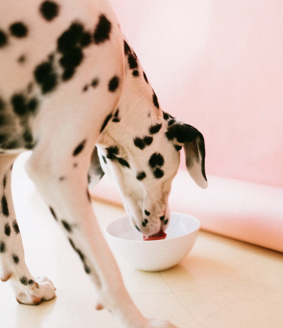 What are the best dog food brands