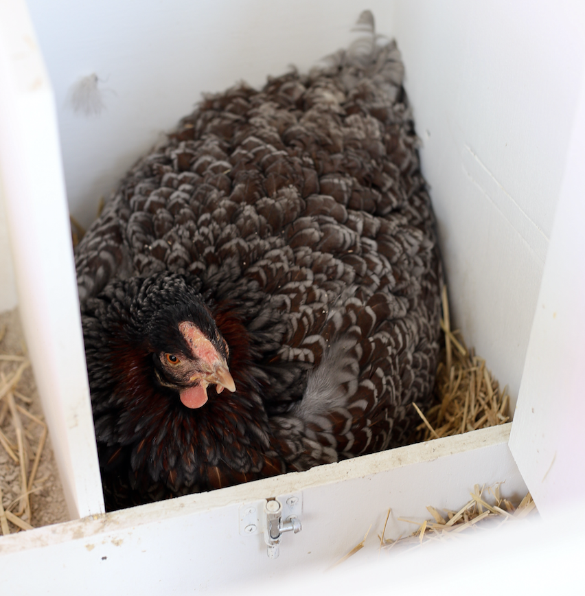 Everything you need to know about broody hens