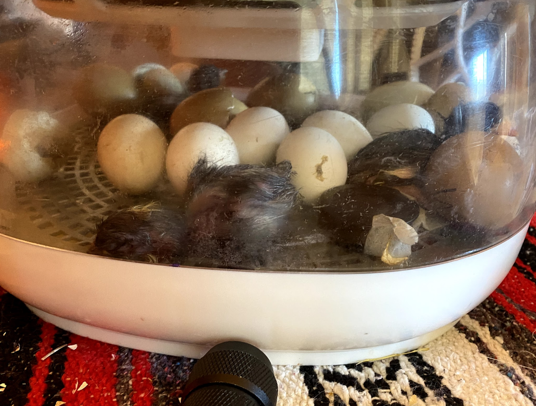 What is the best incubator for hatching eggs for backyard chickens