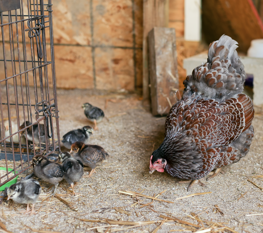 What should you feed chicks raised by a broody hen
