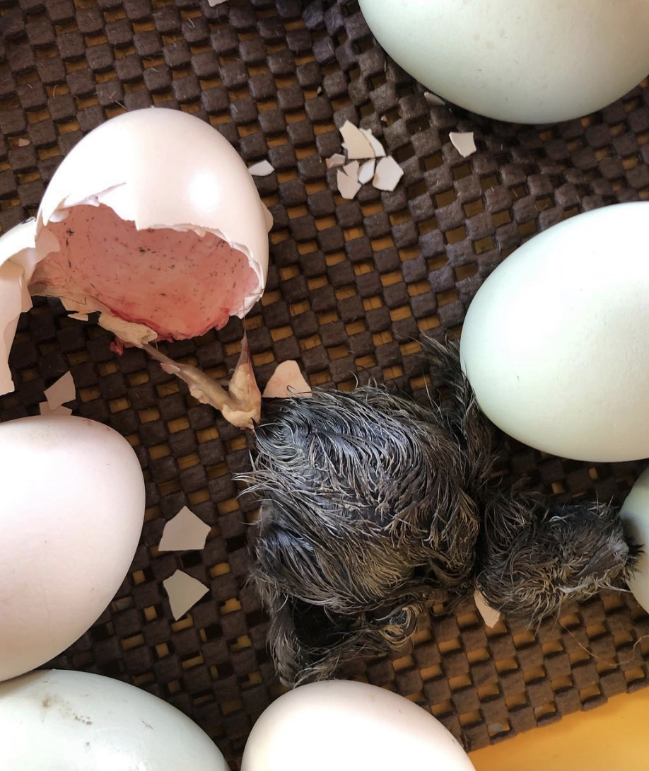 What to expect on hatch day with your incubator