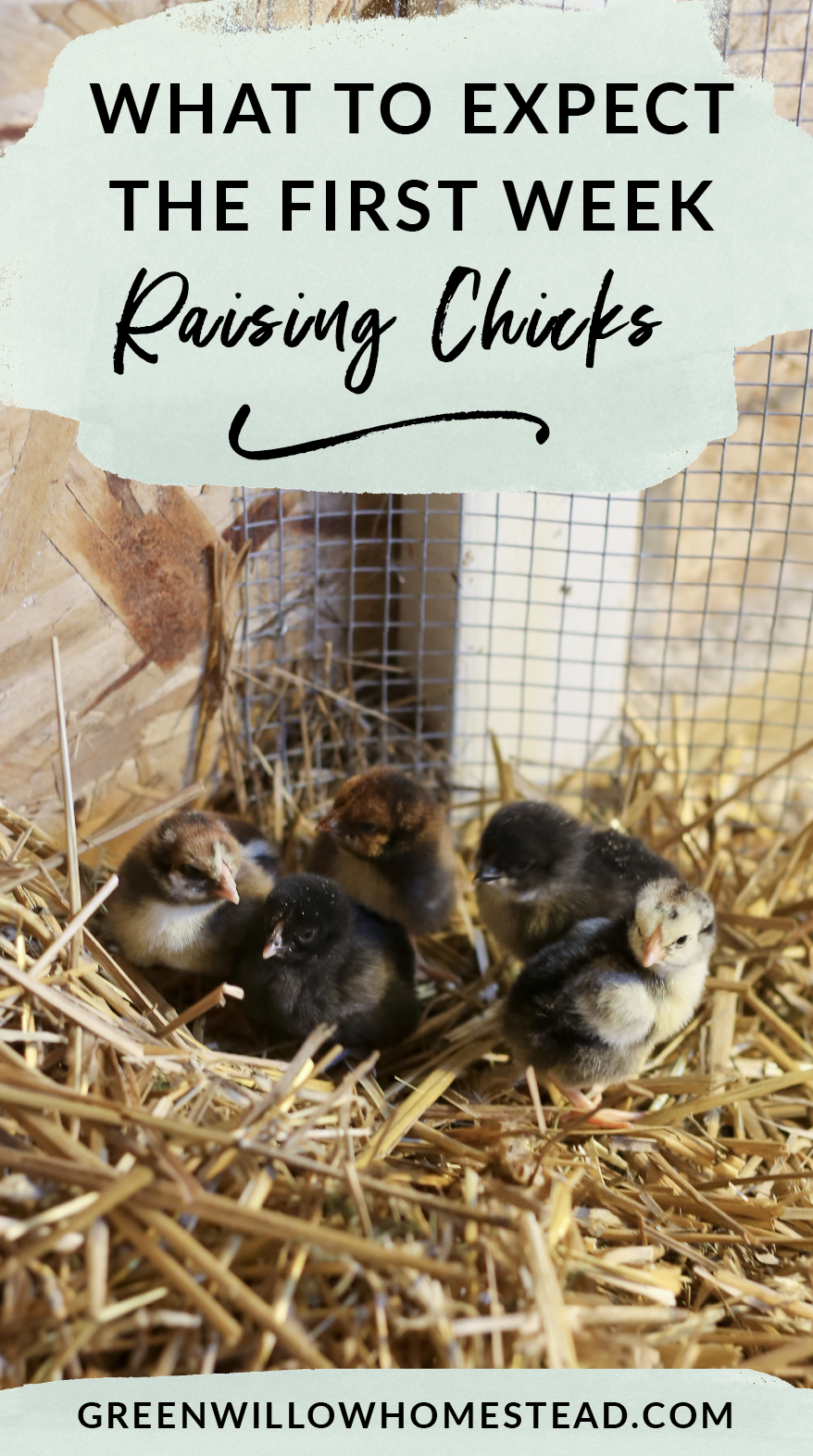 What to expect the first week of raising chicks in a brooder