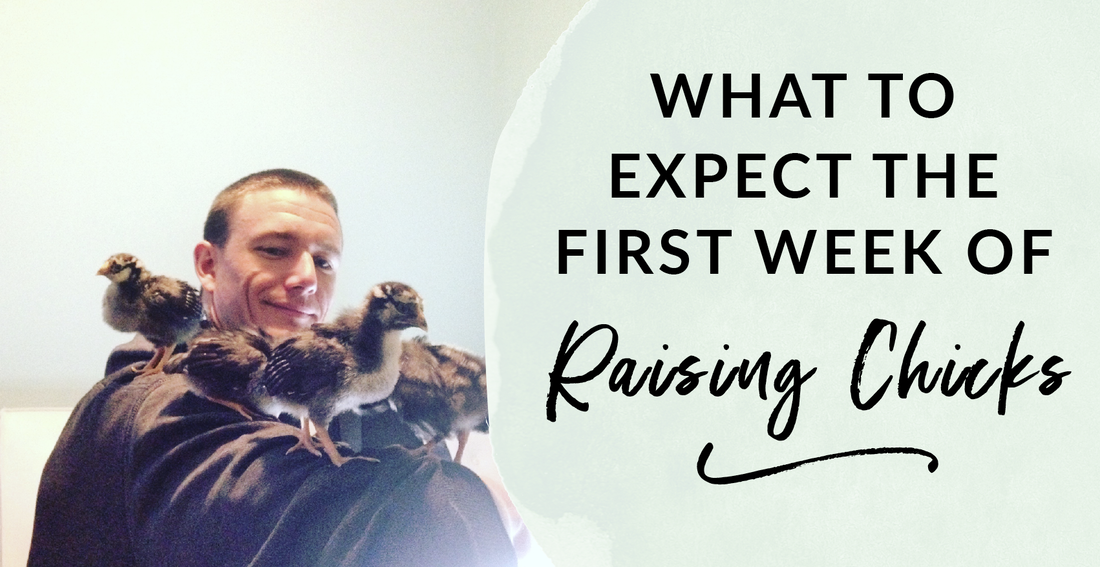 What to expect the first week of raising chicks