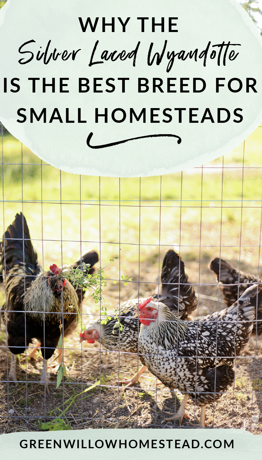 Why the silver laced Wyandotte chicken breed is the best for small homesteads
