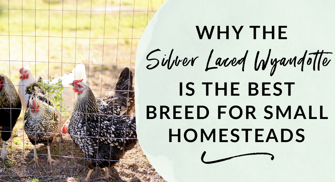 Why the silver laced Wyandotte is the best chicken breed for a smaller homestead